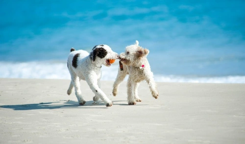 5 Key Benefits of Owning Two or More Dogs