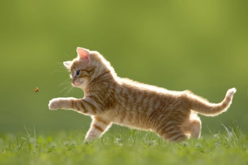 Keeping your cat cool and comfortable during summer