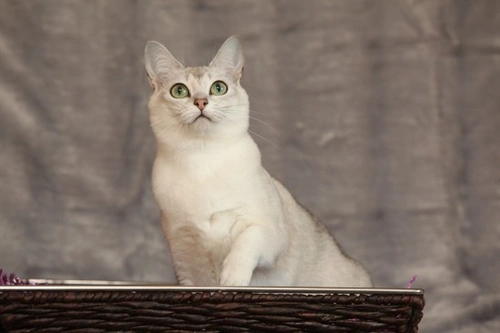 Is a Burmilla the right cat for you? 6 key facts