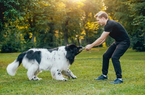5 Common Canine Behavioural Problems You're Making Worse