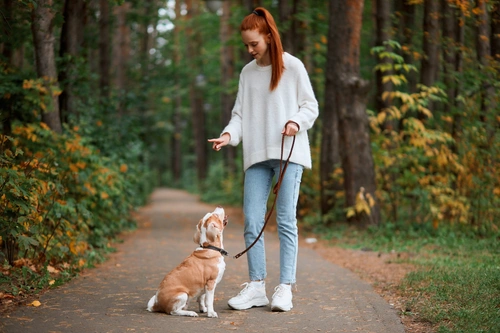 Cómo la gestión puede mejorar el adiestramiento canino
