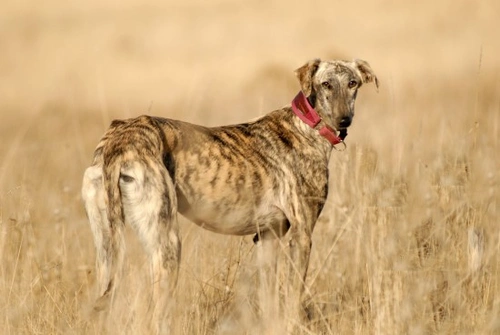 Greyhound longevity and hereditary health: Comprehensive guide