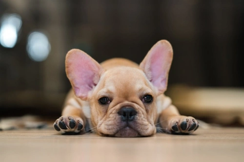 5 Key Questions to Ask at a Meet the Breeds Event