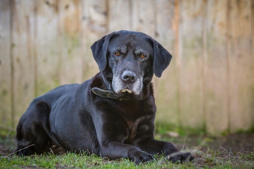 Cómo ayudar a tu perro senior a mantener su peso ideal