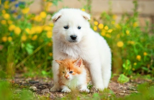Happy Garden Sharing Tips for Dogs & Cats