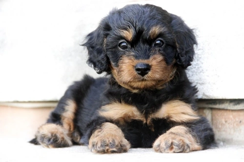 Are Cavapoos Intelligent? Understanding Hybrid Dog Intelligence