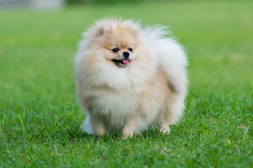 Why Pomeranian Dogs Are Among the UK's Most Popular Breeds