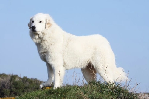 Origins and History of the Great Pyrenees Dog Breed