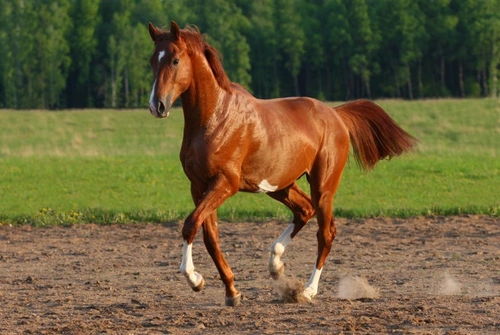 Understanding Horse Sleeping Habits: A 2025 Guide