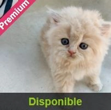 Scottish Fold: el gato de orejas dobladas