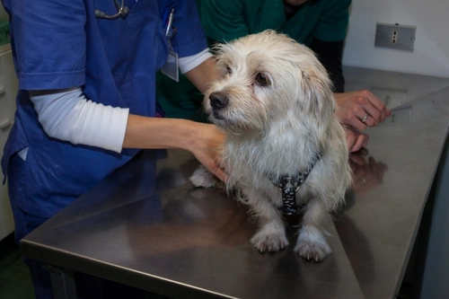 5 Key Types of Veterinary Specialists and Their Roles