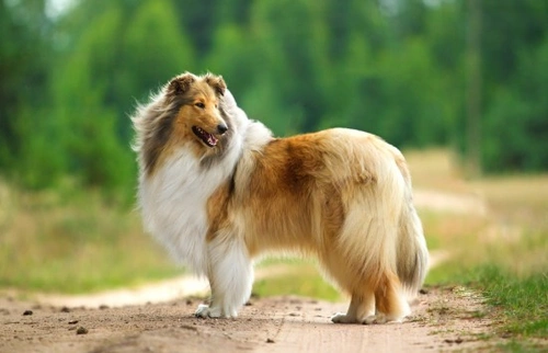 Spaying and Neutering Dogs: Effects on Health & Behaviour
