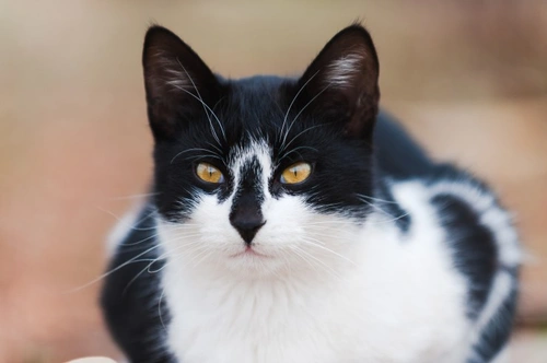 10 datos fascinantes sobre gatos blanco y negro