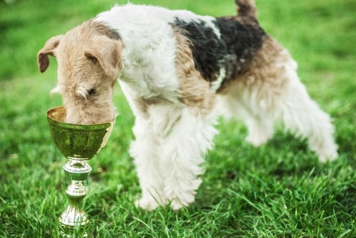 10 Dog Breeds Declining in Popularity: Family Pets & Companion Dogs