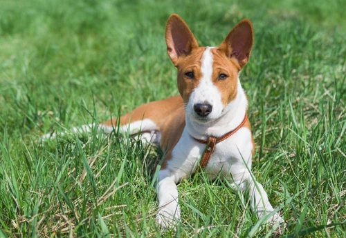 Inflammatory Bowel Disease (IBD) in Dogs: Causes, Symptoms & Care