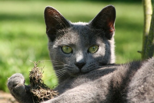 Keeping Your Cat Cool and Safe During Summer Heat