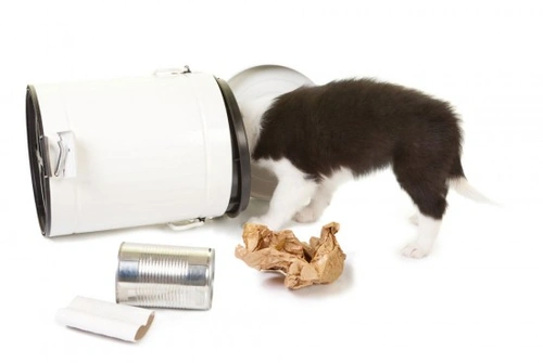 Help! My dog won’t stay out of the bin – Expert Tips