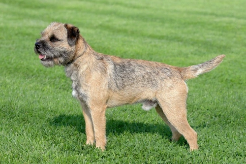 Todo sobre los Terriers: Tipos, Historia y Personalidad