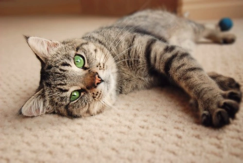 How to Introduce a New Rescue Cat to Your Home