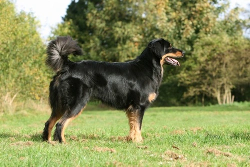 Hovawart dog health, hereditary issues & lifespan