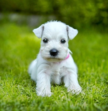 What Vitamins Do Puppies Need to Stay Healthy?