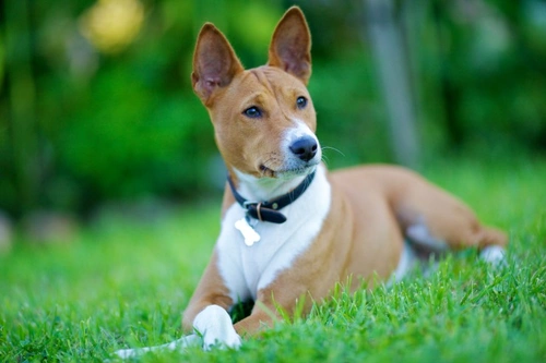 Protein-Losing Enteropathy (PLE) in Dogs: Causes, Symptoms & Care