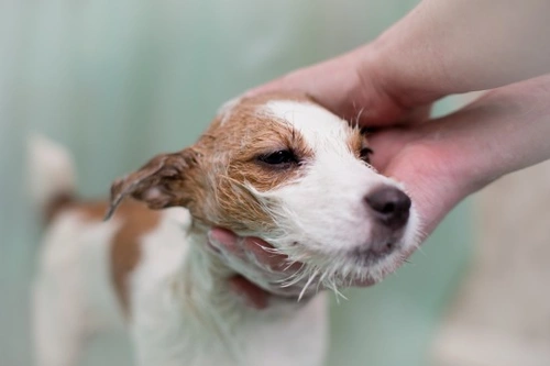 How to Manage Dogs with Malassezia Dermatitis Effectively