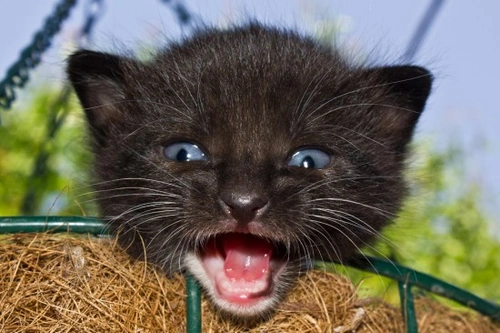 Por qué los gatos maúllan a nosotros: mensajes vocales