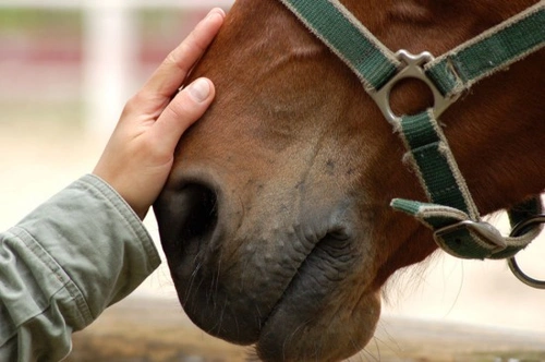 How to Gain Horse Experience without Owning a Horse