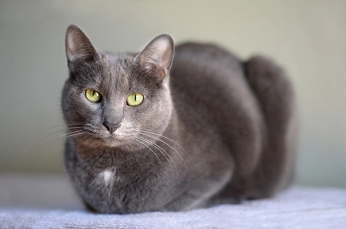 GM-1 and GM-2 Gangliosidosis in Cats: Symptoms & Care