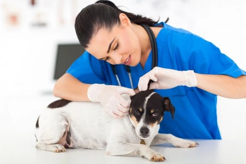 Ácaros del oído en perros: causas, síntomas y tratamiento