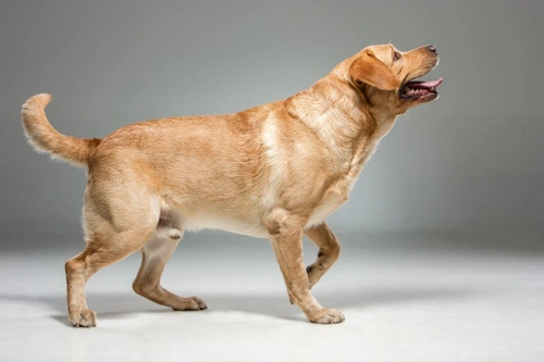 Top Large Dog Breeds for Families: Gentle Giants Guide
