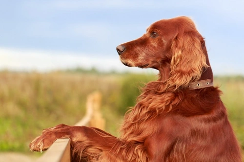 Ten rules responsible dog owners must follow to protect delivery workers