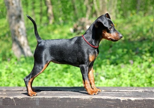 Miniature Pinscher Behaviour and Training Guide