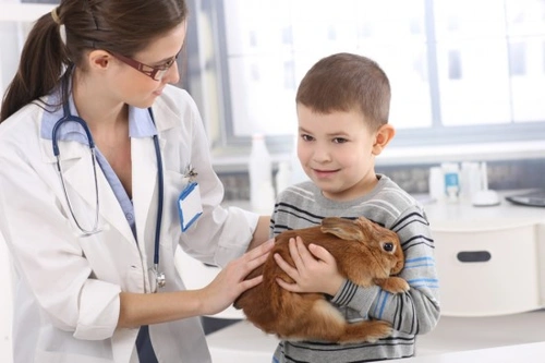 How to Get to Know Your New Rabbit: A Gentle Guide