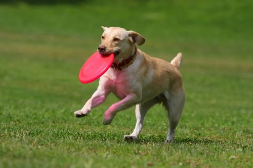 10 ways to make your dog’s walks more exciting