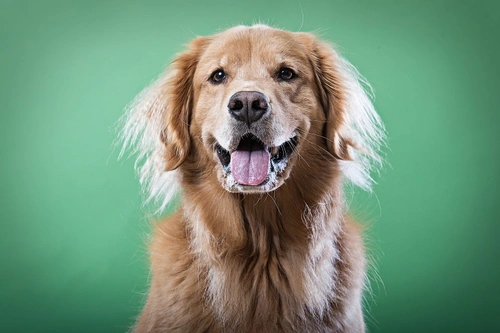 Understanding Horner’s syndrome in dogs: Causes, signs, treatment