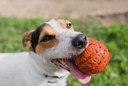 6 items that could choke your dog: Stay safe