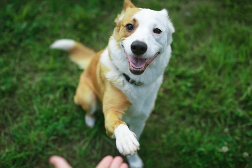 Guide: Helping a Dog Scared of Noises with Noise Phobia