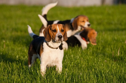 Hyperlipoproteinemia in Dogs: Causes, Symptoms & Treatment