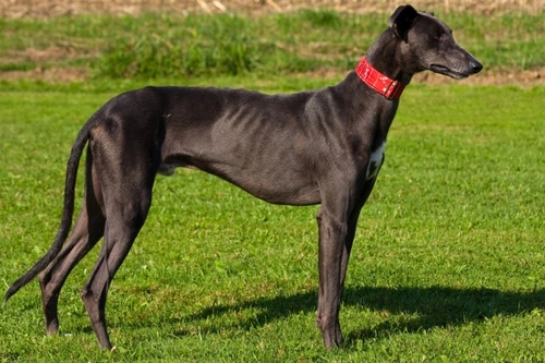 4 Large Dog Breeds Known for Long Lifespans