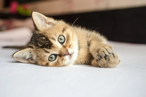 Tratamientos seguros contra pulgas para gatitos jóvenes