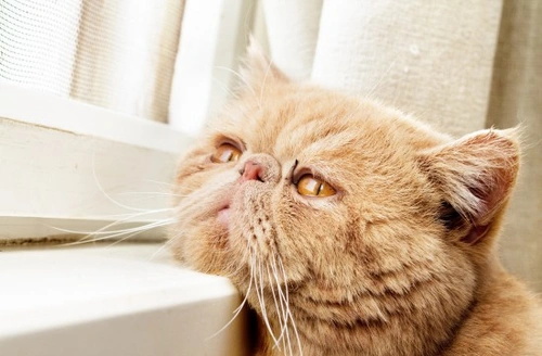 Emergencias comunes en gatos mayores que debes conocer