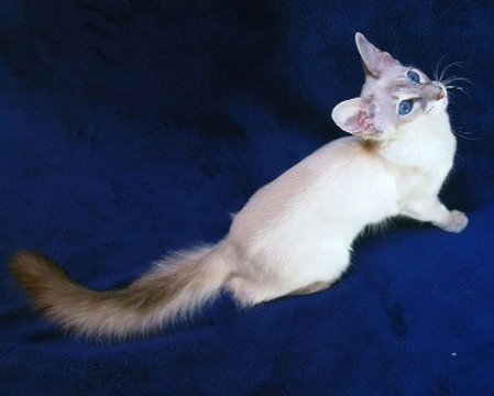 Balinese: prezzo e carattere di questo gatto dal miagolio dolce