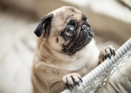 Canine Corneal Ulcers 2025: Symptoms, Treatment & Puppy Tips