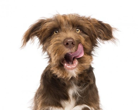 Pensando en tener un perro? Lo esencial antes de hacerlo