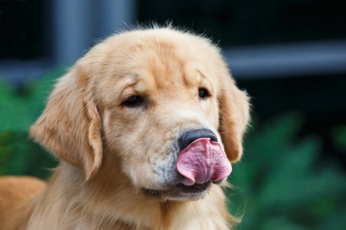 10 Common Allergies That Can Affect Your Dog