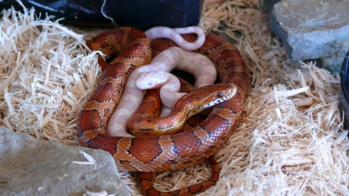 Should snakes live together or alone? Essential UK guidance