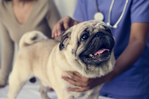 Why Regular Health Checks Are Vital for Your Pet’s Wellbeing