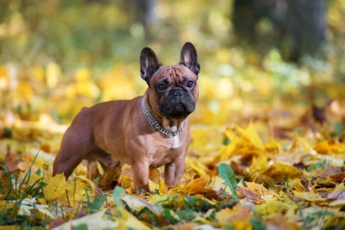 Keeping Your Brachycephalic Dog Safe This Halloween